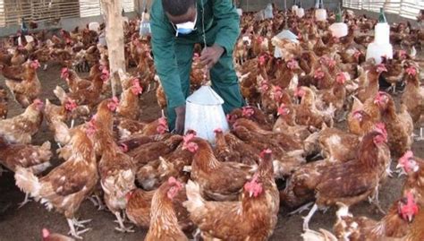 El virus de la gripe aviar h5n1 causa enfermedad respiratoria grave en las aves y es contagioso para los humanos. Gripe aviar en China | Coronavirus en China | Reportan ...