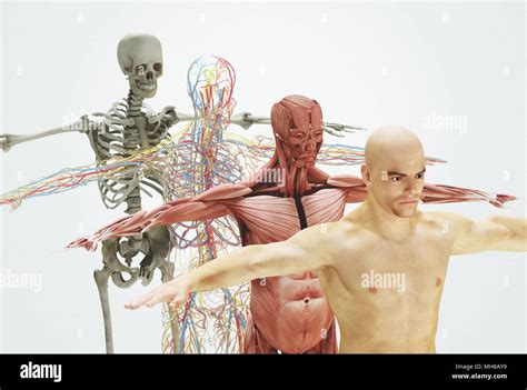Human Body From Bones To Skin 3d Render Illustration Stock Photo Alamy
