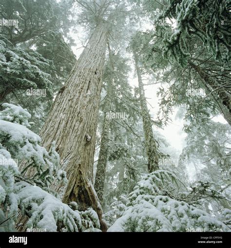 Old Growth Yellow Cedar Trees Hi Res Stock Photography And Images Alamy