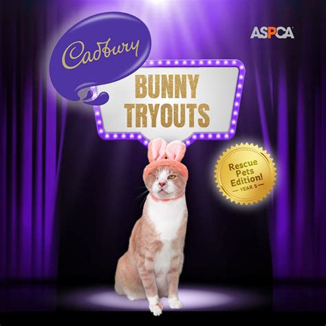 Crash A One Eyed Rescue Cat Is Cadbury S Easter Bunny For Book
