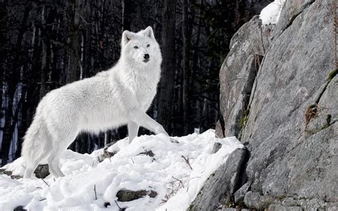 Fly With Me Productions Photo Of A White Wolf In The Winter With Snow And A Big Rock Hd Wolves