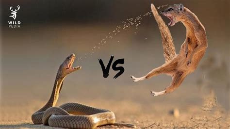 Deadly Fight Mongoose Vs King Of Snakes Youtube