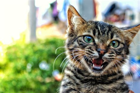 Cute Kitten Meowing Free Stock Photo Public Domain Pictures