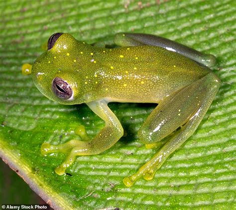 Glass Frogs Translucent Skin Is An Unusual Form Of Camouflage Called