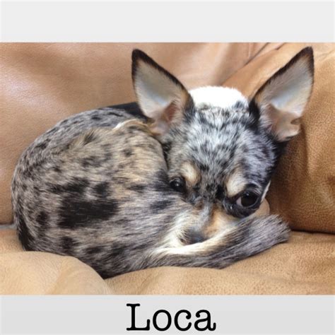 Chihuahua puppies for sale, chihuahua puppies are popular thanks to their tiny frames and lively attitudes. Blue Merle Chihuahua #chihuahua | Chihuahua puppies