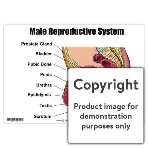 Male Reproductive System — Depicta