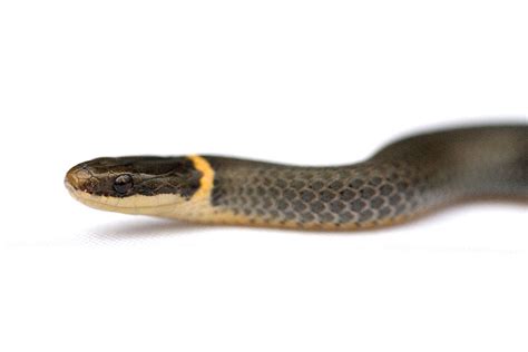 A Hillbilly Guide To Snakes The Ring Necked Snake Hubpages