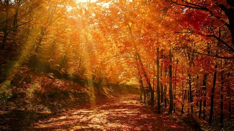 Download Wallpaper 1600x900 Autumn Forest Park Foliage Sunlight