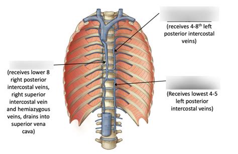 Venous Drainage Of Posterior Thoracic Wall Diagram Quizlet