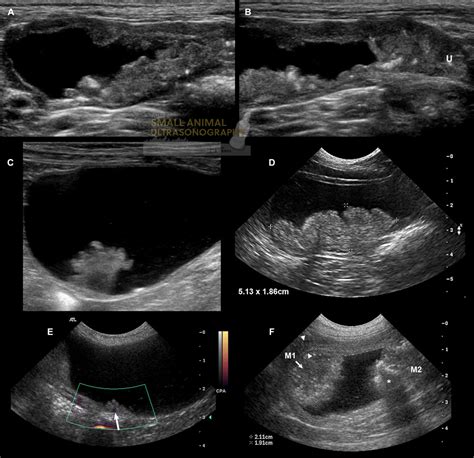 Transitional Cell Carcinoma Tcc In Dogs Small Animal Ultrasonography