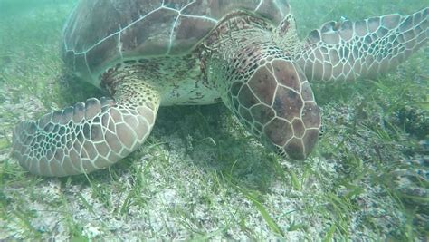 Underwater Slow Motion Close Up Green Sea Turtle Swimming In Clear