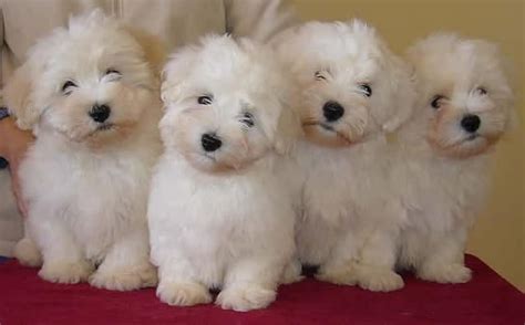 Coton De Tulear Puppies For Sale Los Angeles Ca 142541