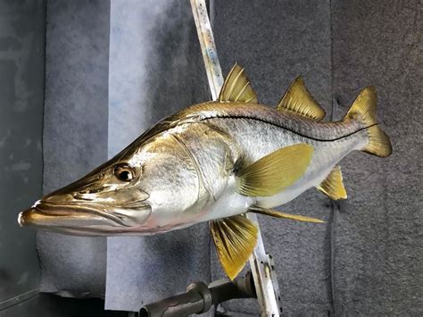 Snook Mounts New Wave Taxidermy
