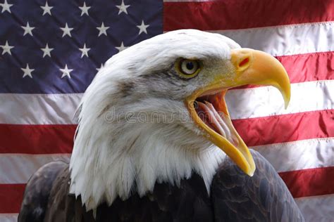 Bald Eagle Stock Image Image Of Life America Bald Fierce 3162065