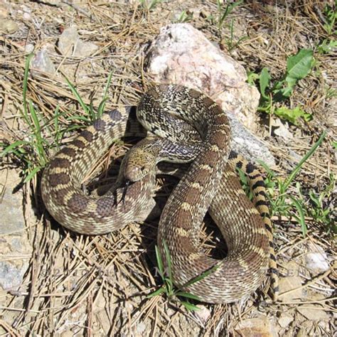 The bullsnake (pituophis catenifer sayi) is a large, nonvenomous, colubrid snake. Julie Magers Soulen Photography: The Differences Between Bullsnakes and Rattlesnakes