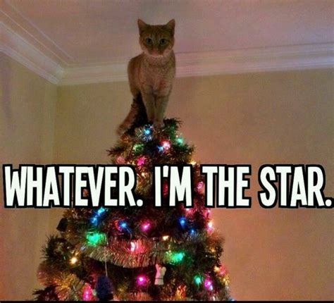 Pin By Jane Doe On Funny Cats Cats Christmas Cats Funny Animal Pictures