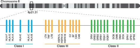 Dna Are Drb3 Drb4 And Drb5 Different Genes Or Different Version Of