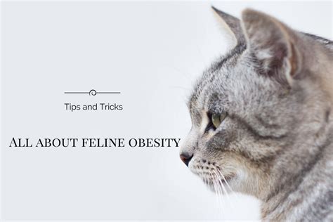 Feline Obesity Slimming Tips For Cats Pet Nursing Pet Sitting