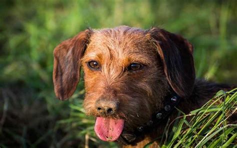 Salivary Gland Infections In Dogs Dog Discoveries