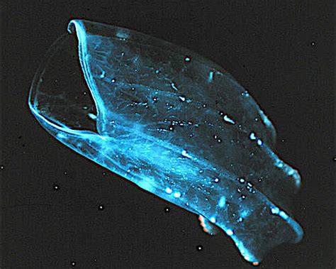 Ctenophore Facts For Kids