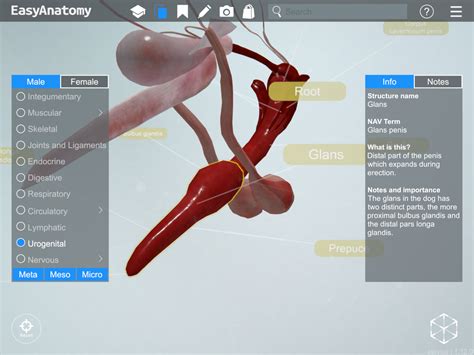 Anatomy of the Canine Male Urogenital System - EasyAnatomy