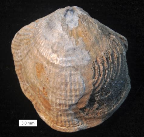 Woosters Fossil Of The Week An Atrypid Brachiopod From The Devonian