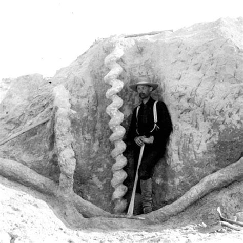 Smithsonian Field Crew Jacketing Fossils At The Hagerman Horse Quarry