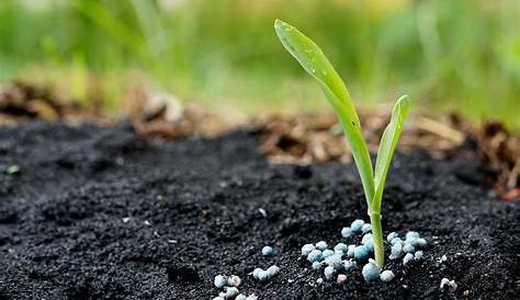 vegetable garden fertilizer guide