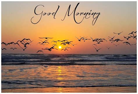 You can download good morning sunrise images photos for whatsapp dp status or story free. Good Morning image #5325 - Good Morning - Beach, Birds ...
