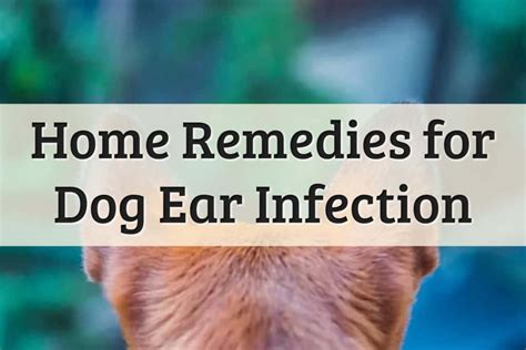 4 Easy Home Remedies For A Dog Ear Infection 2022 Update