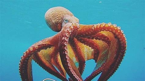 Octopus Is The Largest Genus Of Octopuses Make Up More Than 100