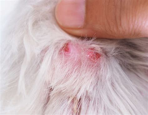 What Snake Bites Look Like On Dogs With Pictures