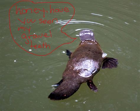 11 Reasons Platypuses Are Cool As Hell