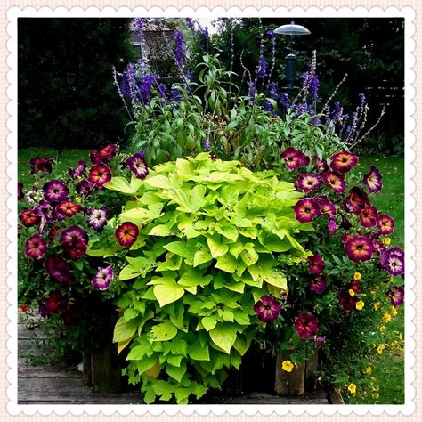 Pin By Helen Bartlett On Flower Container Gardens Shade Plants