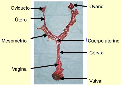 El Cabalístico Origen De La Vida Anatomía Reproductiva Ii