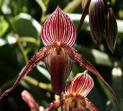 A close up of the rare orchid. Rare Flowers - Elite Flowers