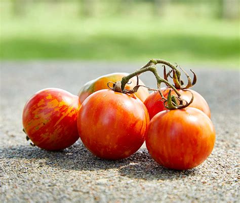 Surprisingly sweet tomato that grows well in warmer climates. The best heirloom tomato varieties to grow in your garden ...
