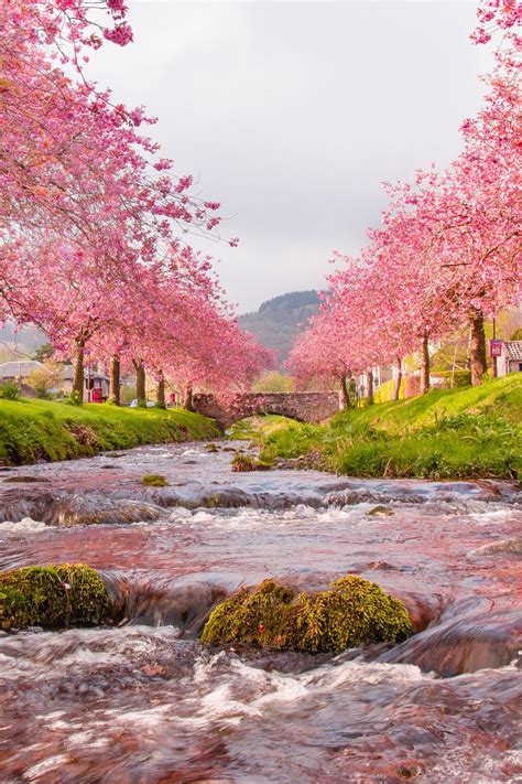 Hello mods, would you mind if i requested a wallpaper of sakura with a flower or heart aesthetic? Download wallpaper 800x1200 bridge, river, flow, sakura ...