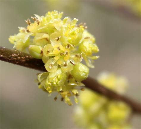 Spicebush Blossoms Before The Leaves Come Out