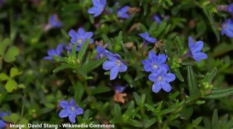 Ground Cover Plants With Purple Flowers With Pictures Identification