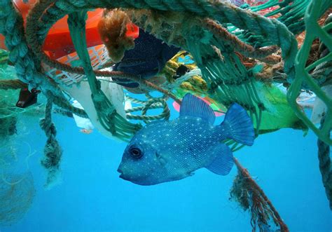 The Important Facts About Ocean Pollution Blue Velvet