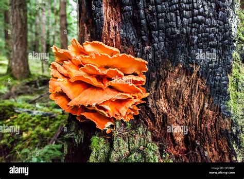 Orange Fungus Growing On A Burned Tree Hit By Lightening On The