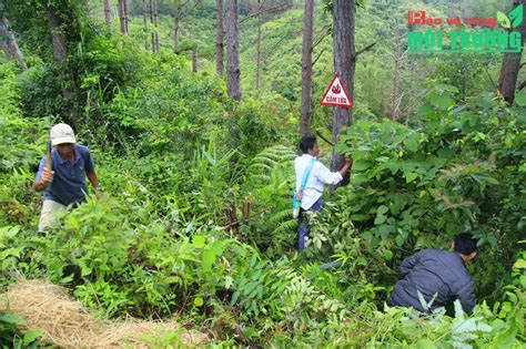 Tăng cường quản lý bảo vệ rừng gắn trách nhiệm của lực lượng kiểm lâm