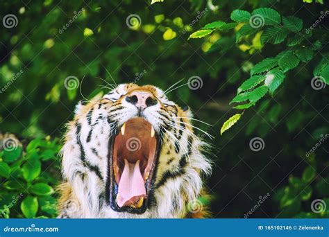 Angry Tiger Stock Photo Image Of Animal Aggression 165102146