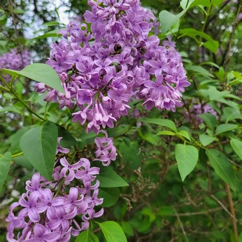 Common Purple Lilac By Stone Oak Farm