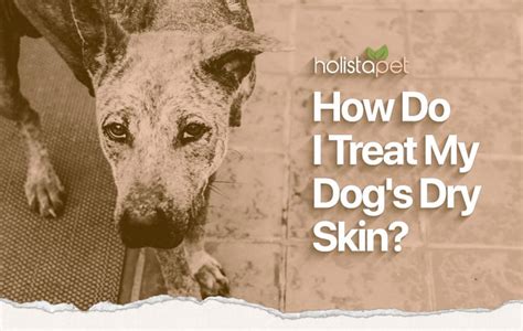 Home Remedies For Dry Skin On Dogs 9 Causes For Parched Skin