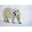 Polar Bear Standing On A Ice Floe Photograph By Peter J Raymond