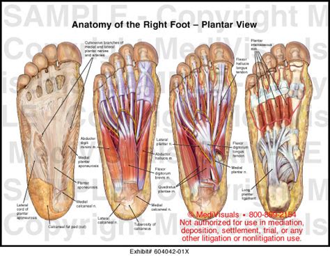 Plantar Foot Anatomy Anatomical Charts Posters