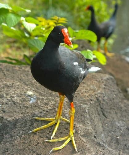 Hawaiian Waterbirds Pacific Rim Conservation