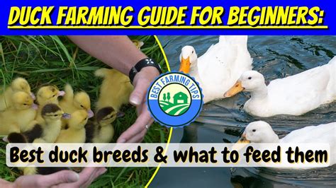 Duck Farming Guide For Beginners What To Feed Ducks And Best Duck Breeds